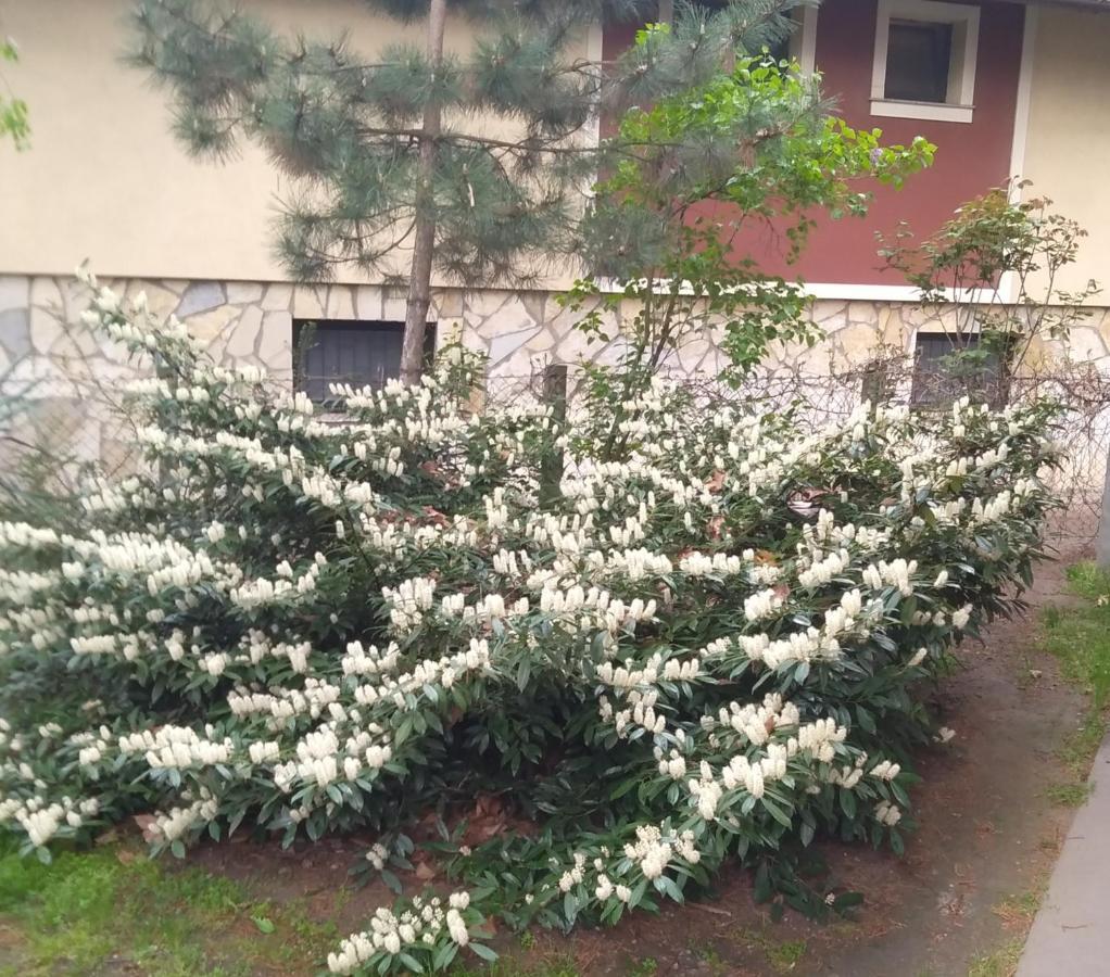 סובוטיקה Sandrea I Apartment מראה חיצוני תמונה